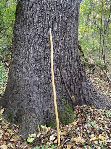 Black walnut (Juglans nigra)
