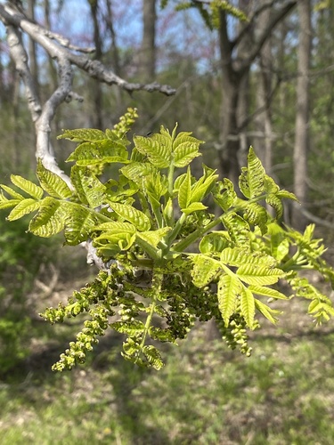 Black walnut (Juglans nigra)