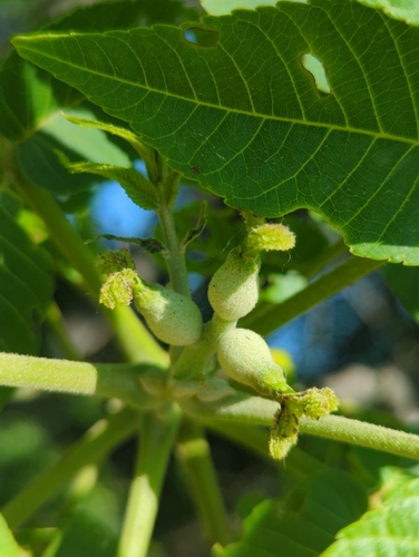 Black walnut (Juglans nigra)