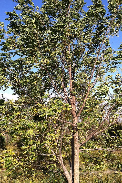Black walnut: Juglans nigra - black walnut tree - Skaneateles Conservation Area, Town of Skaneateles, Onondaga County, New York
