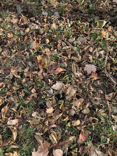 Black walnut (Juglans nigra)