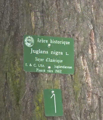 Black walnut: Cartel Juglans nigra au Hardin des plantes de Paris