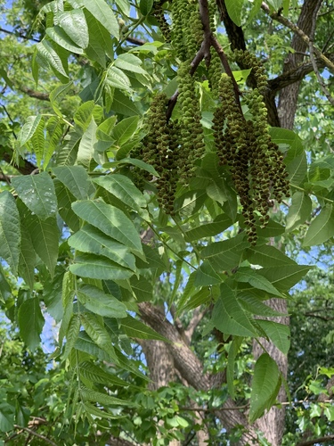Black walnut (Juglans nigra)