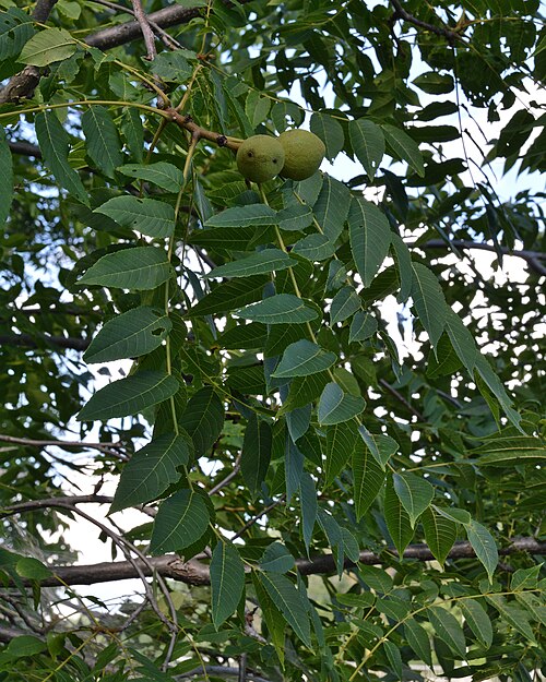 Black walnut: Black Walnut ( Juglans nigra ) in Guelph, Ontario, Canada.
