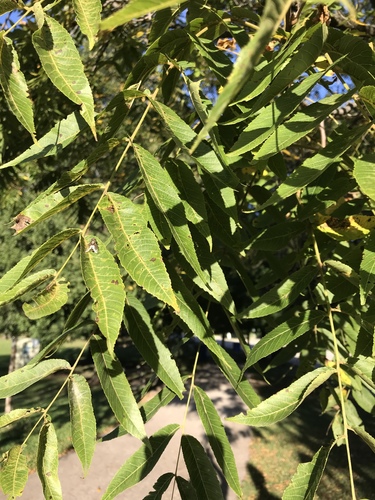 Black walnut (Juglans nigra)