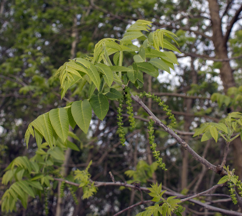 Black walnut (Juglans nigra)