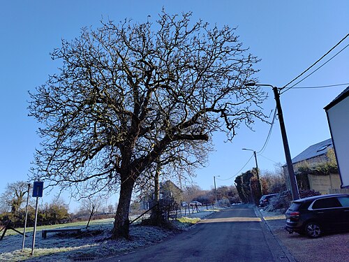 Persian walnut: Noyer commun, silhouette d'hiver. près de Namur, Belgique.