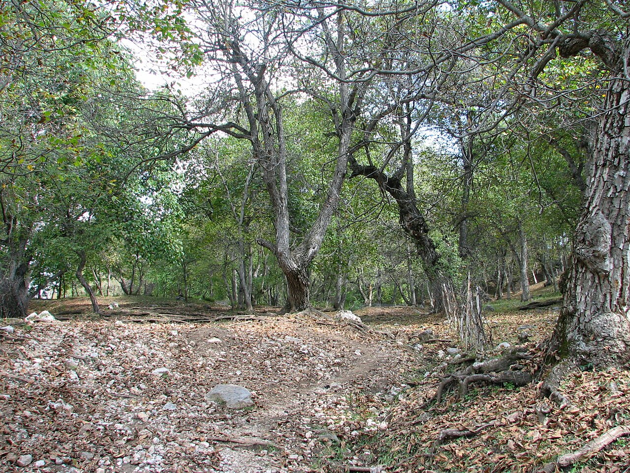 Persian walnut: Walnut forest in Arslanbob