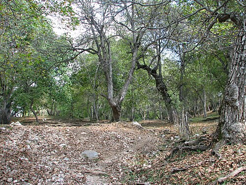 Persian walnut: Walnut forest in Arslanbob