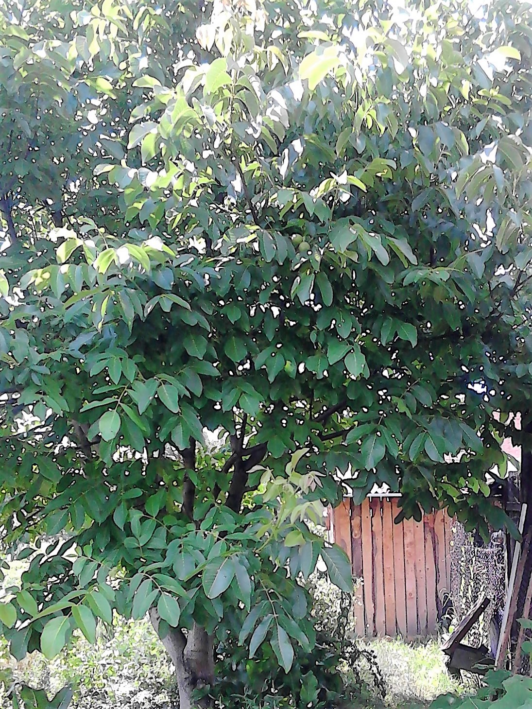 Persian walnut: Persian walnut , English walnut , or Common walnut (Juglans regia) in Lónyaytelep, Transylvania.