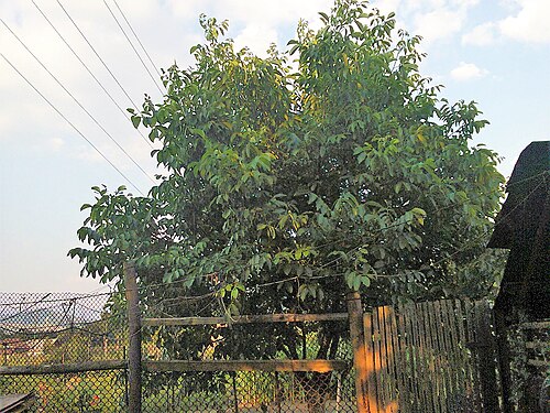Persian walnut: Persian walnut , English walnut , or Common walnut (Juglans regia) in Lónyaytelep, Transylvania.