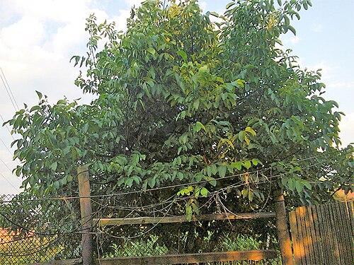 Persian walnut: Persian walnut , English walnut , or Common walnut (Juglans regia) in Lónyaytelep, Transylvania.
