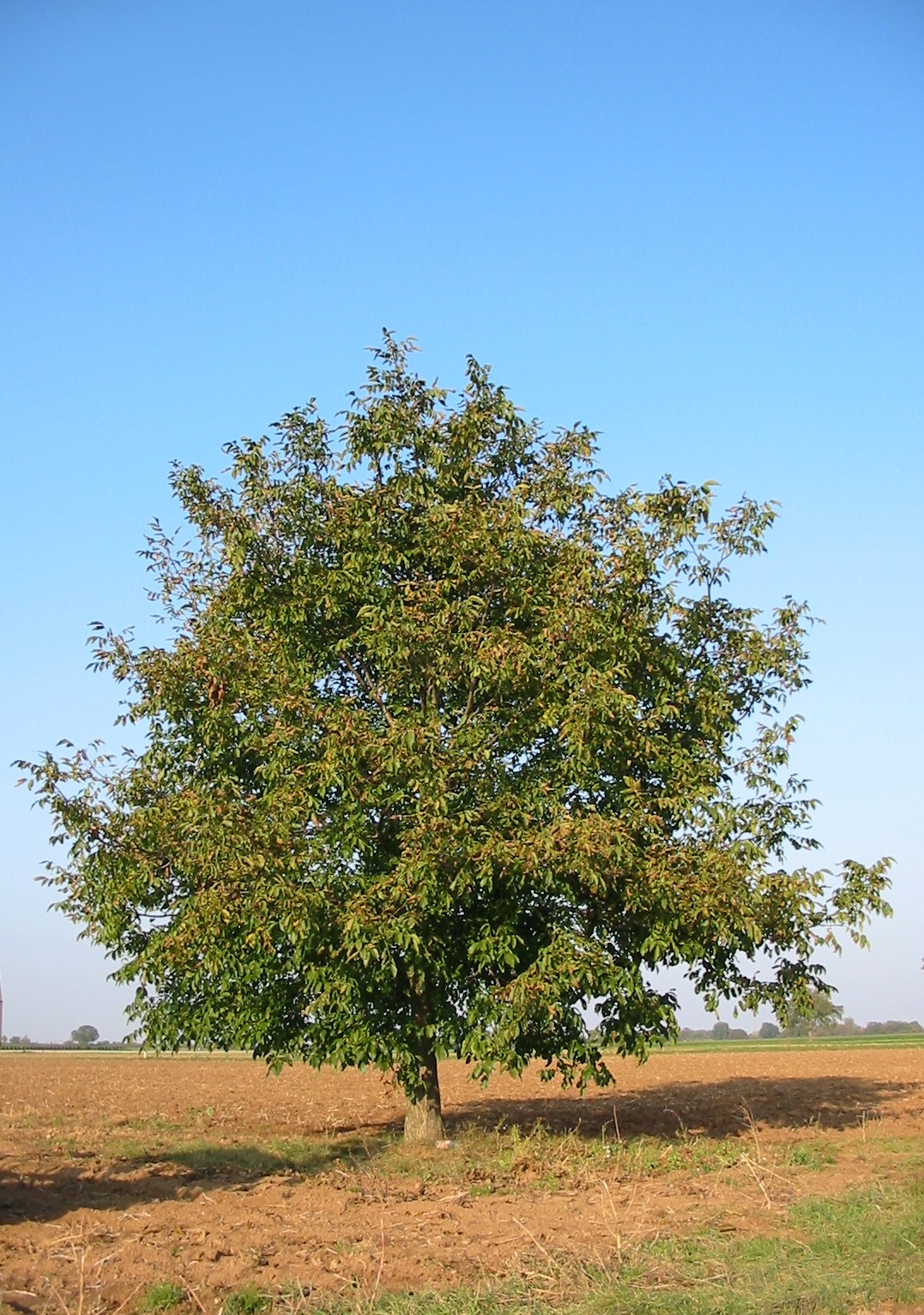 Juglans venezuelensis: Walnut tree ( Juglans regia ), Haßloch (Pfalz) , Germany