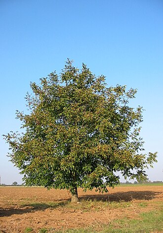 Juglans venezuelensis: Walnut tree ( Juglans regia ), Haßloch (Pfalz) , Germany