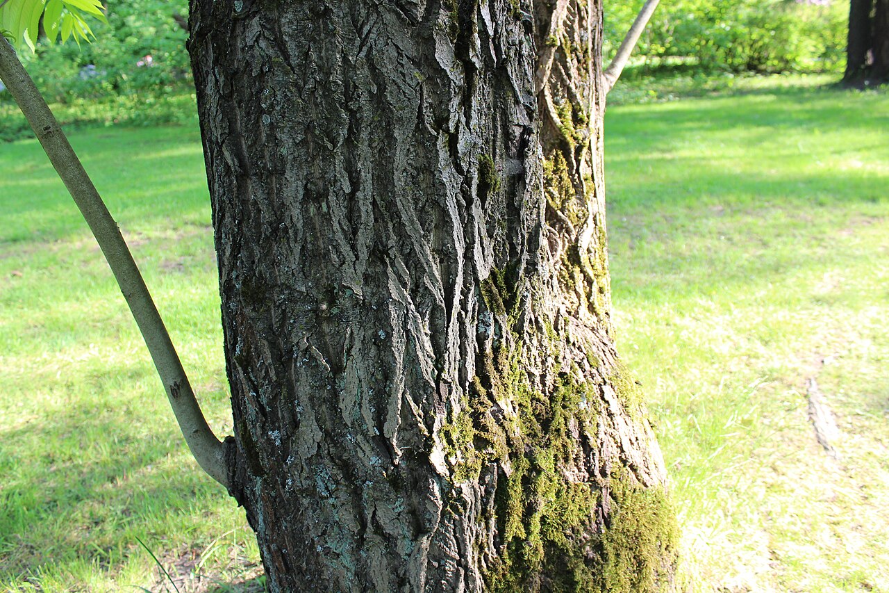 Buart: Juglans ailantifolia × cinerea . The Botanical Garden of the University of Latvia
