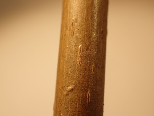 Buart (Juglans × bixbyi)