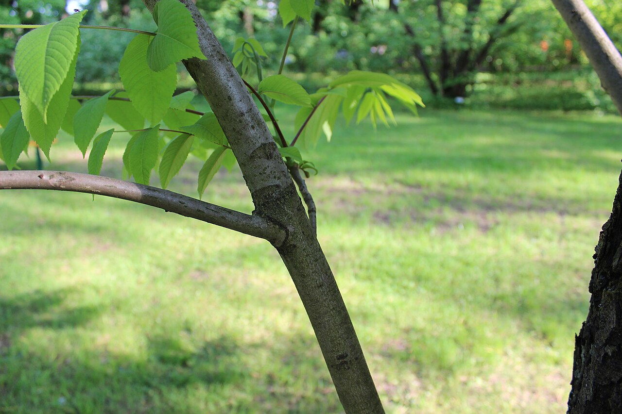 Buart: Juglans ailantifolia × cinerea . The Botanical Garden of the University of Latvia