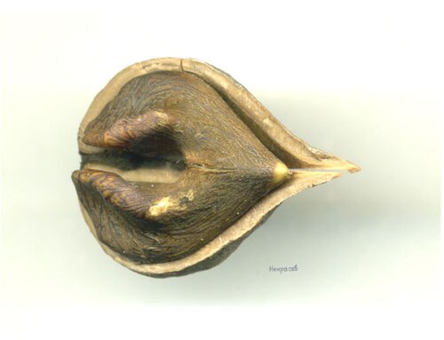 Buart: Lancaster nut (Juglans cinerea hybrid with Juglans ailantifolia var. cordiformis). Moscow.