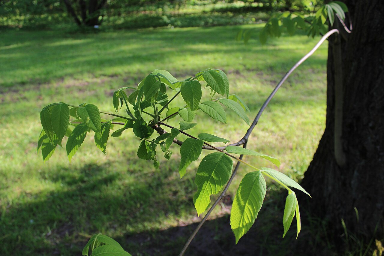 Buart: Juglans ailantifolia × cinerea . The Botanical Garden of the University of Latvia