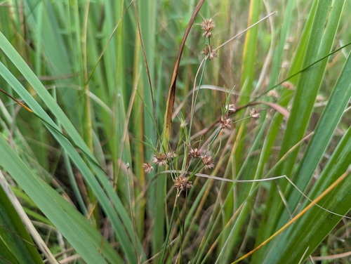 Tapertip rush (Juncus acuminatus)