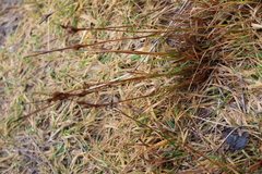 Tapertip rush (Juncus acuminatus)