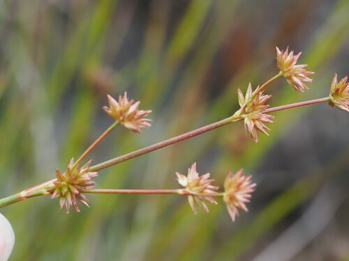 Tapertip rush (Juncus acuminatus)