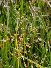 Tapertip rush (Juncus acuminatus)