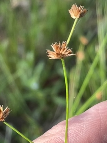 Tapertip rush (Juncus acuminatus)