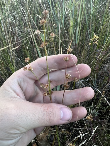 Tapertip rush (Juncus acuminatus)