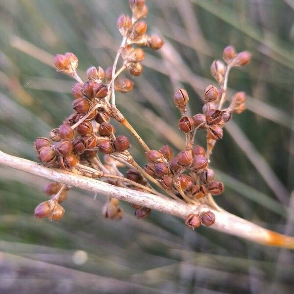 Spiny rush (Juncus acutus)