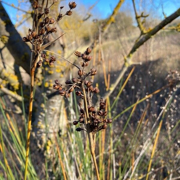 Spiny rush (Juncus acutus)