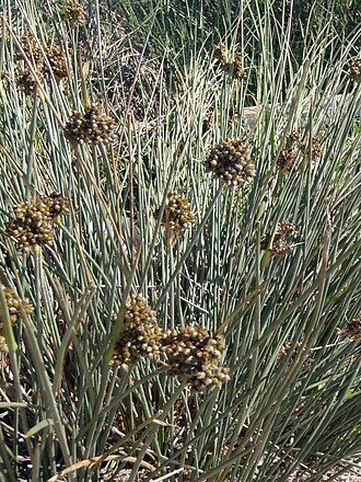 Spiny rush: Yu Ito (2012) Aquatic plant surveys in the Mediterranean. Bulletin of Water Plant Society, Japan 97: 38-42.