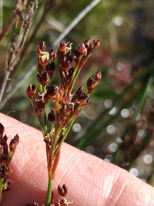 Juncus anceps: Inflorescence de Juncus anceps .