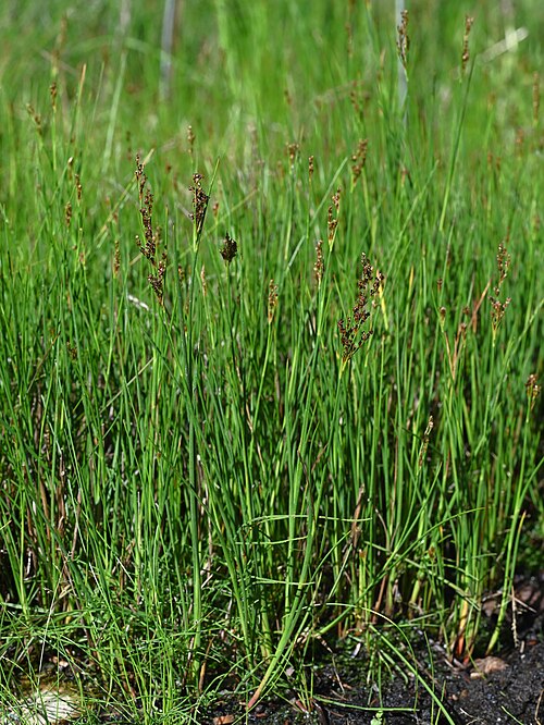 Juncus anceps: Juncus anceps in the Botanischer Garten, Berlin-Dahlem