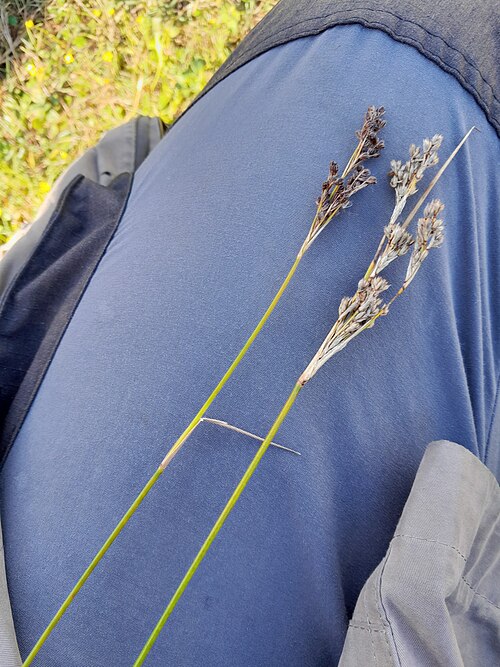 Juncus anceps: Juncus anceps in the Netherlands