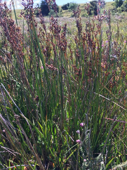 Juncus anceps: Juncus anceps