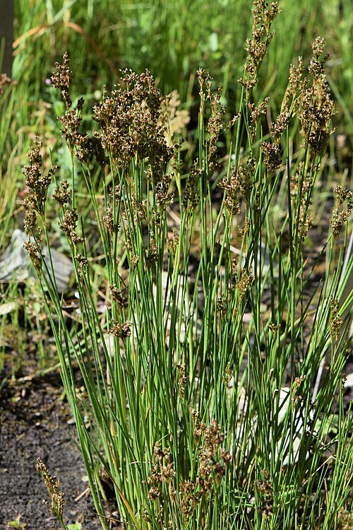 Juncus anceps: Juncus anceps in the Botanischer Garten, Berlin-Dahlem