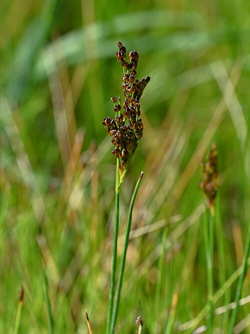 Juncus anceps: Juncus anceps in the Botanischer Garten, Berlin-Dahlem