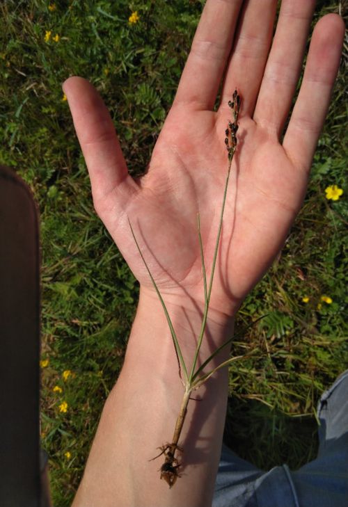 Juncus anceps: Juncus anceps