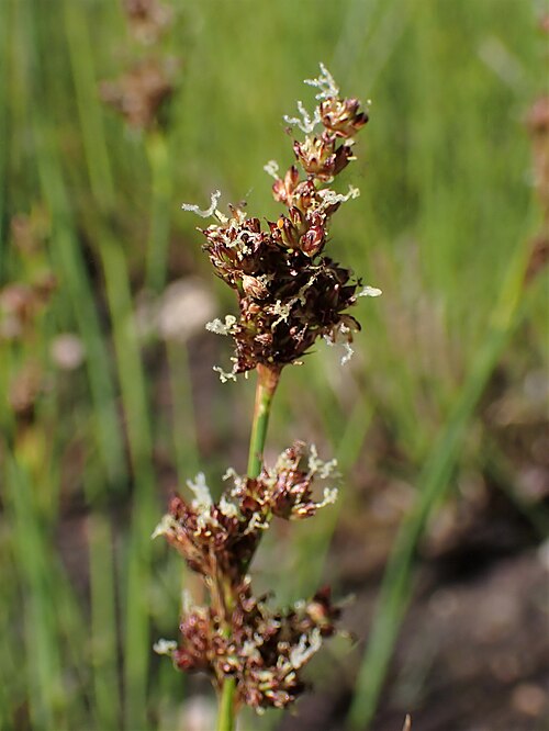 Juncus anceps: Juncus anceps in the Botanischer Garten, Berlin-Dahlem