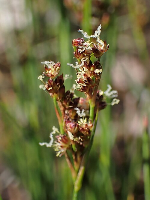 Juncus anceps: Juncus anceps in the Botanischer Garten, Berlin-Dahlem