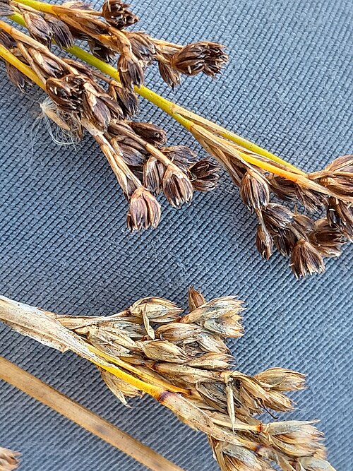 Juncus anceps: Juncus anceps in the Netherlands