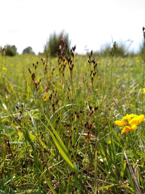 Juncus anceps: Juncus anceps