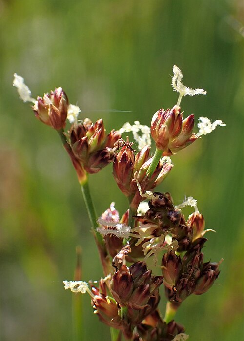 Juncus anceps: Juncus anceps in the Botanischer Garten, Berlin-Dahlem