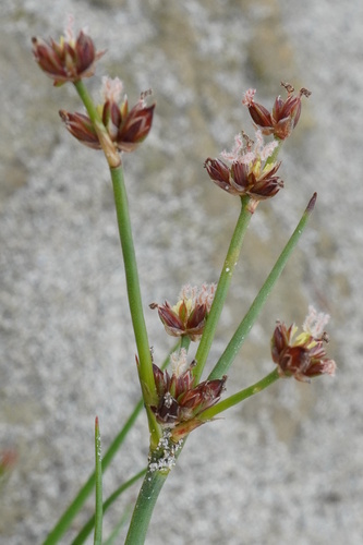 Jointed rush