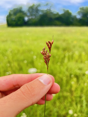 Tuftedstem rush (Juncus brachyphyllus)