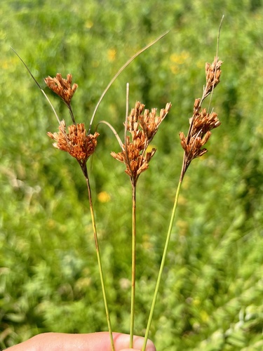 Tuftedstem rush (Juncus brachyphyllus)