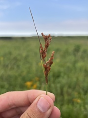 Tuftedstem rush (Juncus brachyphyllus)