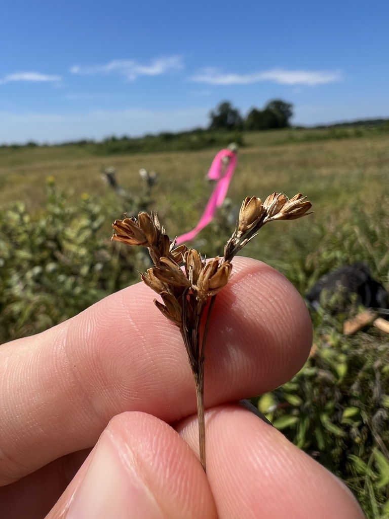 Tuftedstem rush (Juncus brachyphyllus)