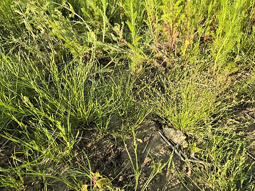 Toad rush: Habitus Taxonym: Juncus bufonius and Juncus sphaerocarpus ss Fischer et al. EfÖLS 2008 ISBN 978-3-85474-187-9 Location: northeast of Weinsteig, district Korneub